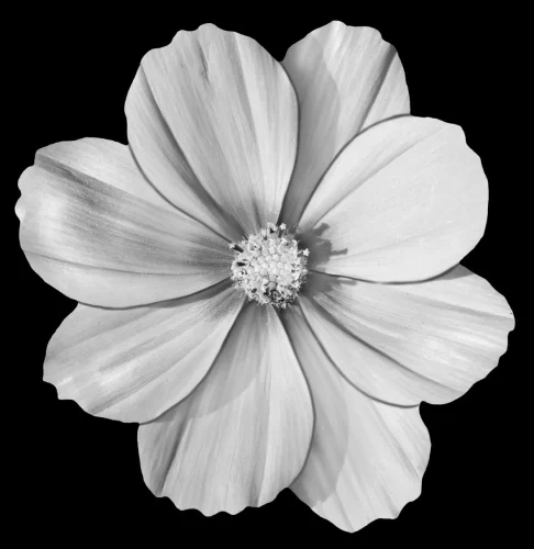 Цветок 014 (космея)